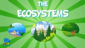 Ecosystem project ideas